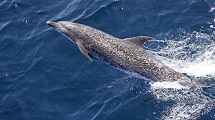 Dolphin Spotting 